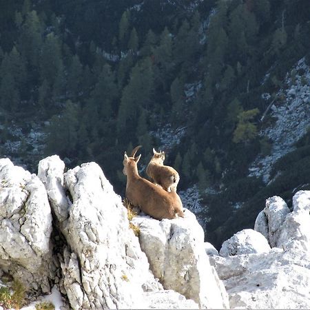 Holiday Home Julian Alps Bovec Dış mekan fotoğraf